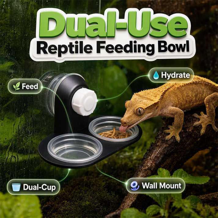 🦎 A Better Feeding Setup – Double Reptile Feeding Ledge